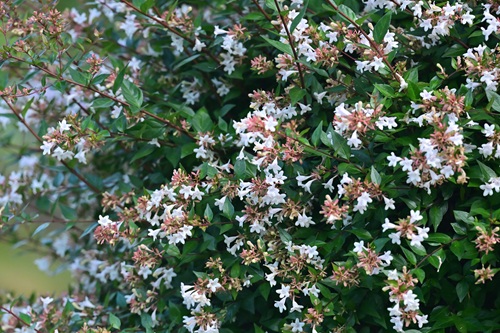 枝葉が茂り、目隠しにしやすいのも特徴です
