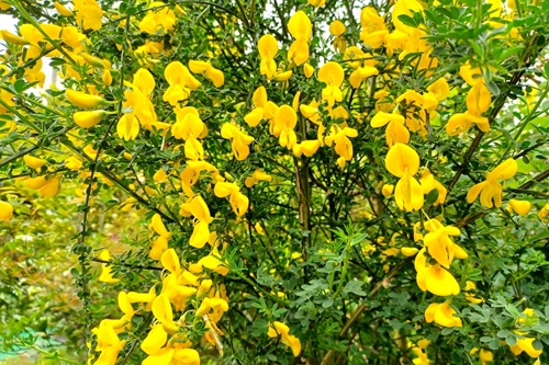 華やかな生垣を実現できます