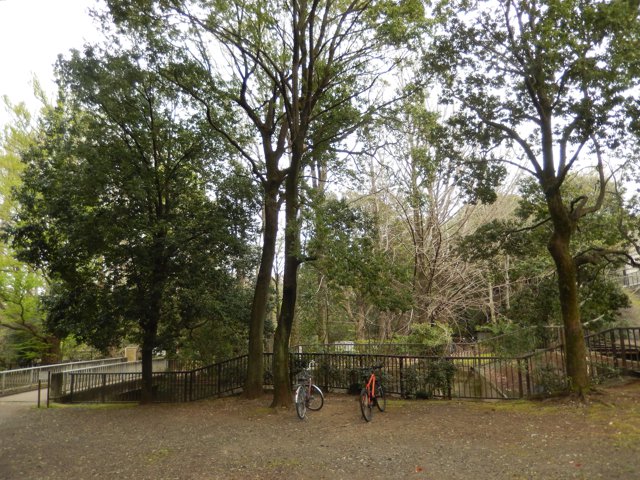 武蔵関公園（上智大学石神井キャンパス）