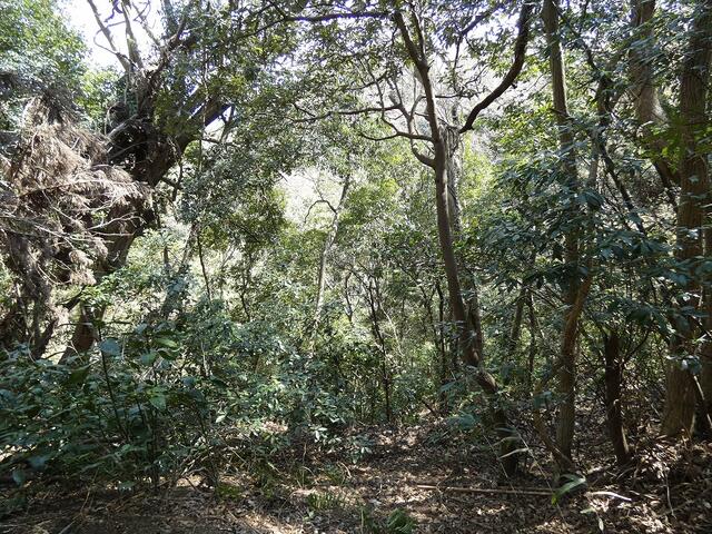 Maekawa, Odawara City (near Kōzu Station) and other land. &mdash; photo 7