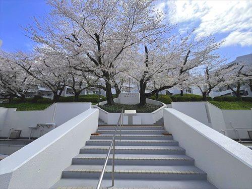 桜、台 新桜台駅 - Wikipedia