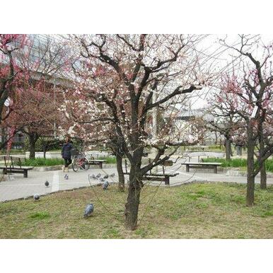 梅香公園 距離:1,774m