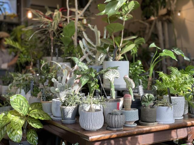 アットホーム 遊園不動産 株 ｇａｔｈｅｒｉｎｇ ｇｒｅｅｎ ｐｌａｎｔｓ ｓｈｏｐ 神奈川県 川崎市多摩区 アットホーム加盟店