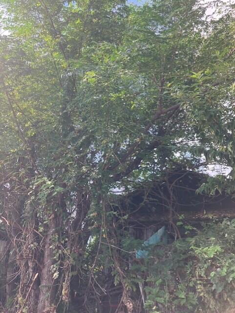 detached 阿波市土成町宮川内字楠木