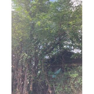 detached 阿波市土成町宮川内字楠木