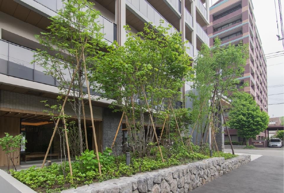 植栽（2025年6月撮影）