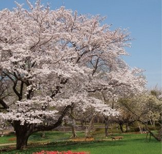 国営昭和記念公園