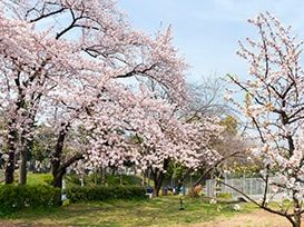 都立青山公園