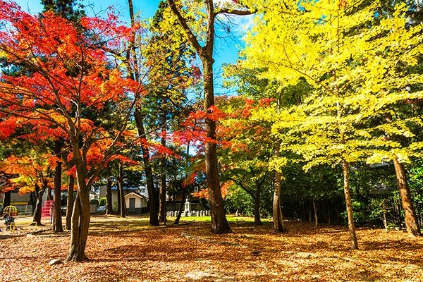 勝山公園