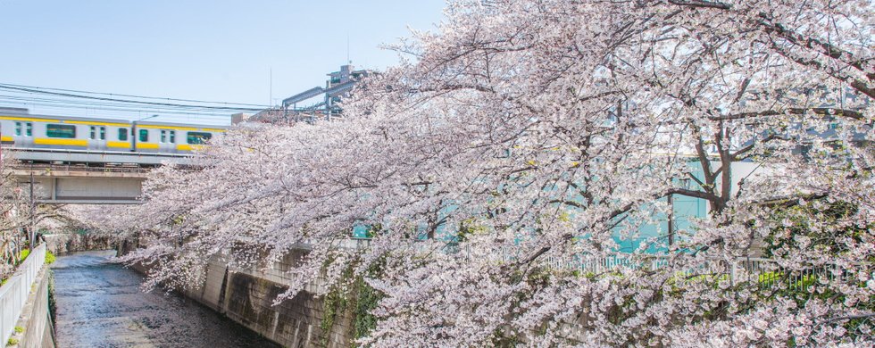 神田川四季の道