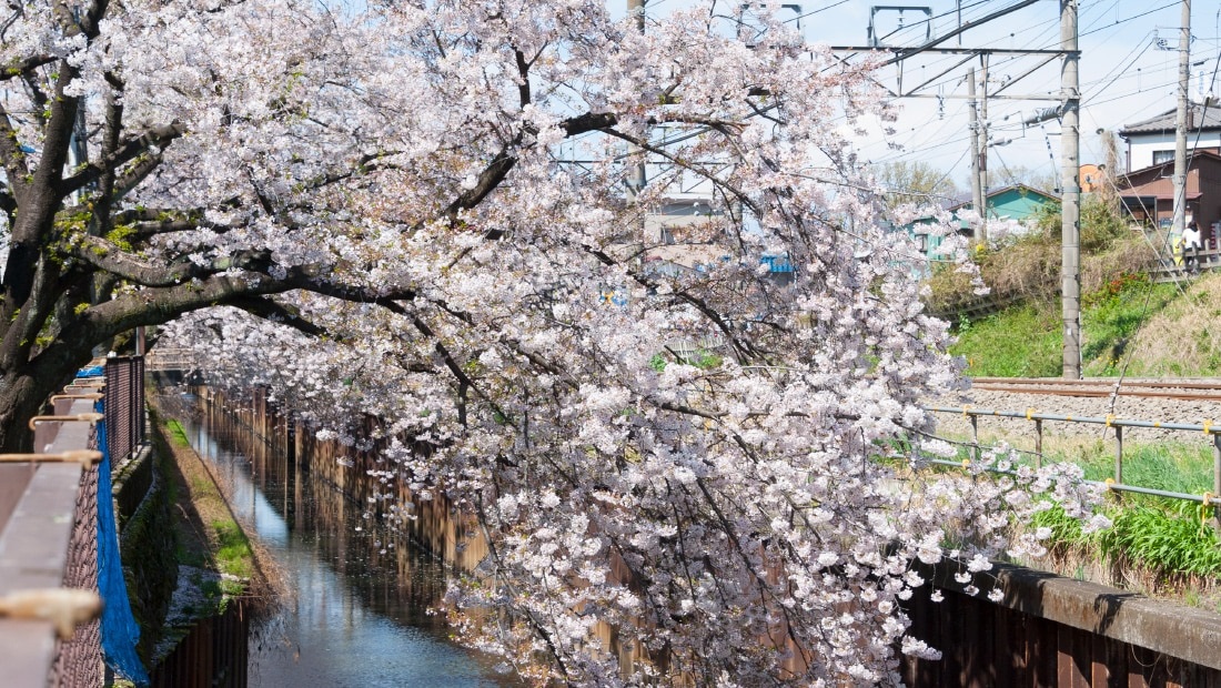 石神井川