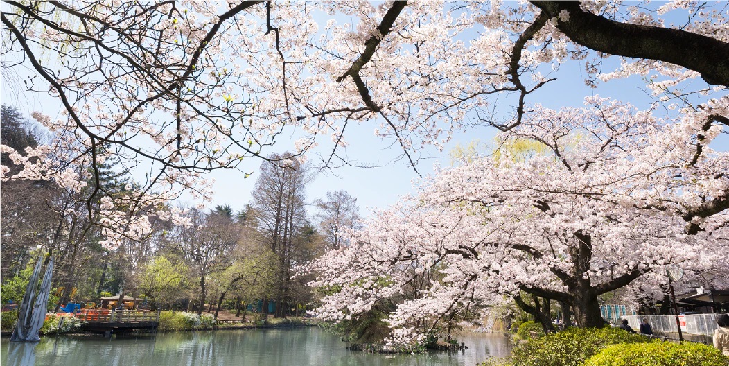 石神井公園