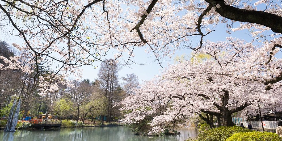 石神井公園