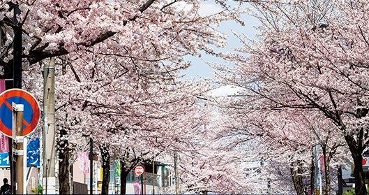 並木通沿いの街並み
