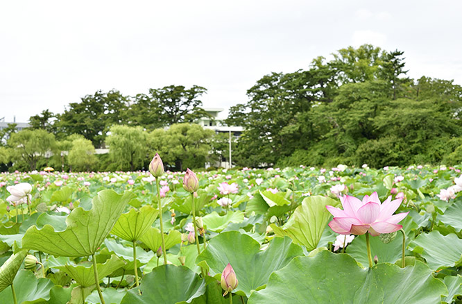 千秋公園