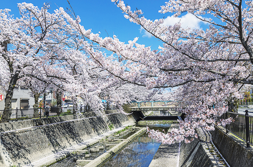 大江川緑道