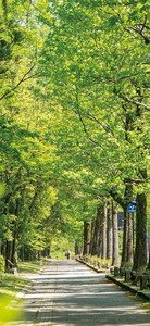 アメリカ楓通り