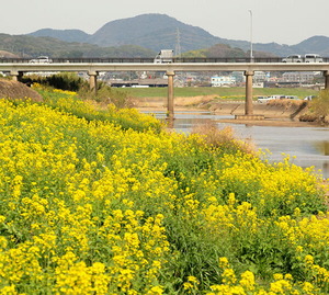 遠賀川河川敷の菜の花