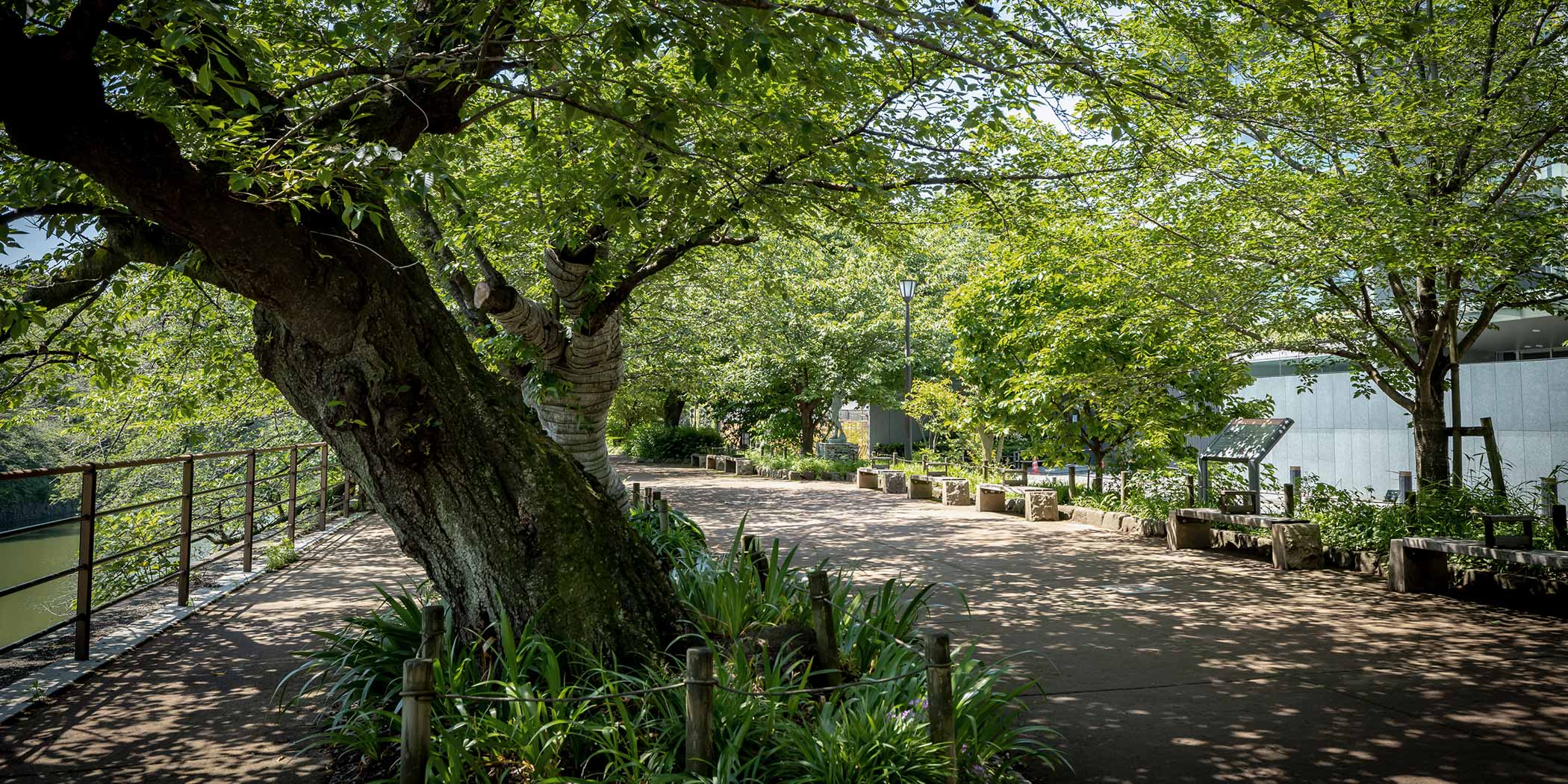 千鳥ヶ淵緑道