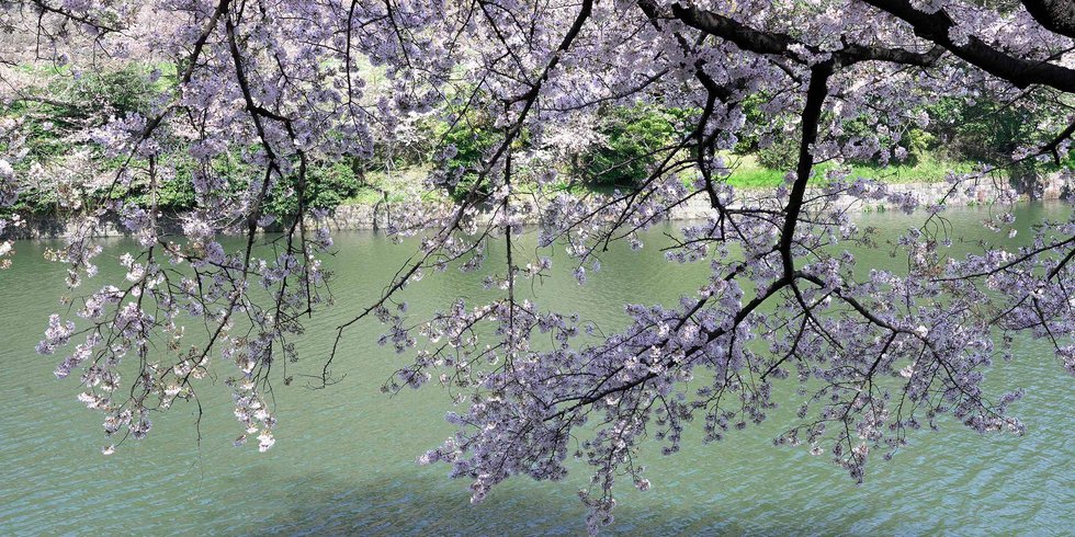 千鳥ヶ淵の桜