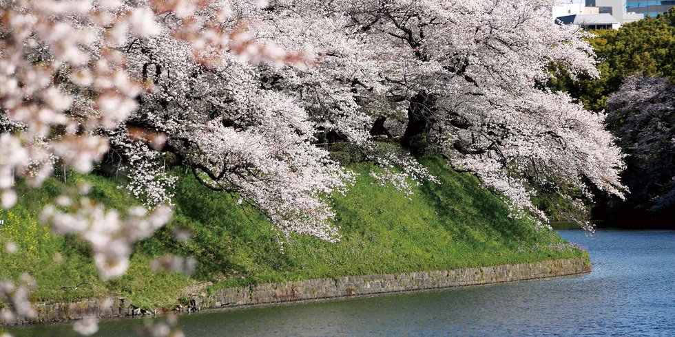 千鳥ヶ淵