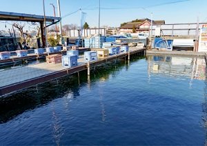 朝霞養魚場