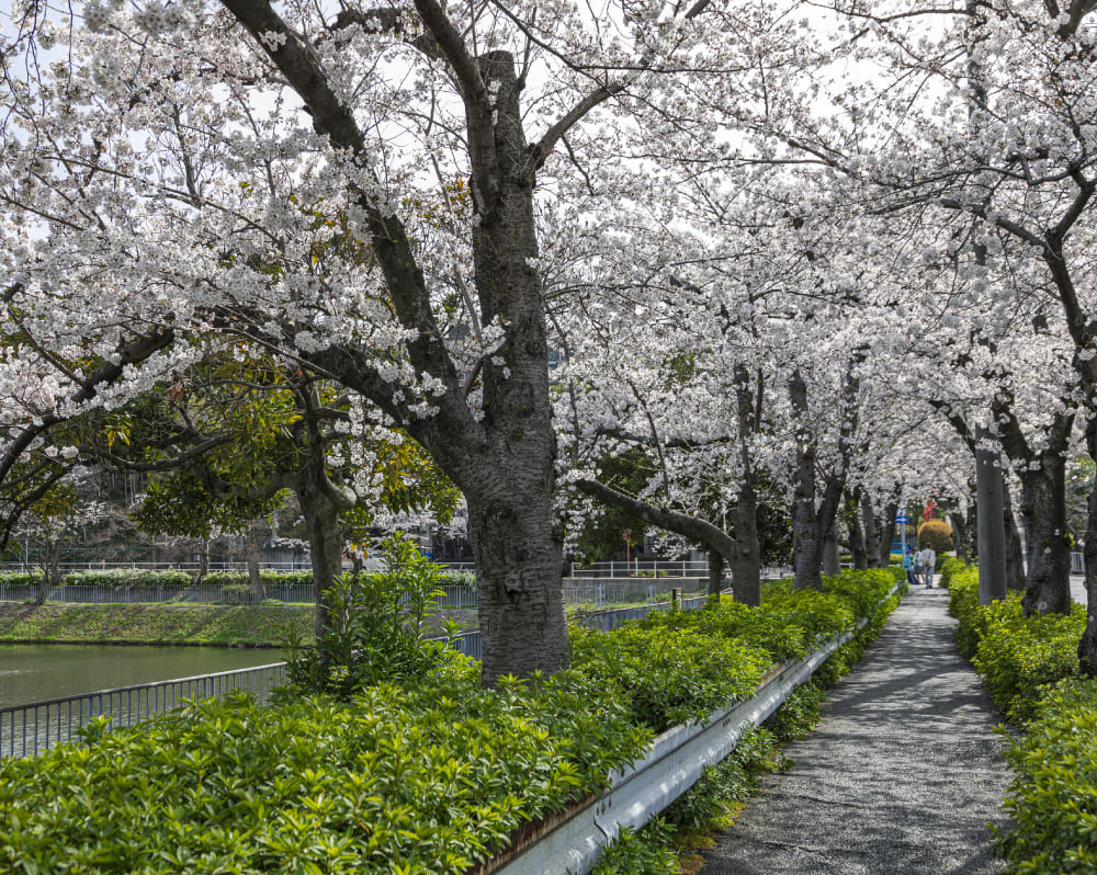 隼人池公園