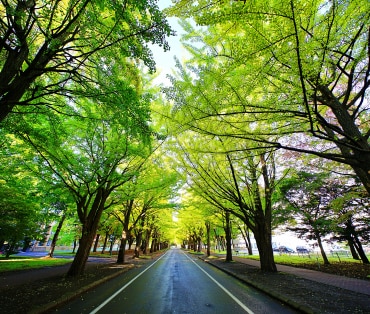 北海道大学キャンパス