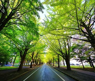 北海道大学キャンパス