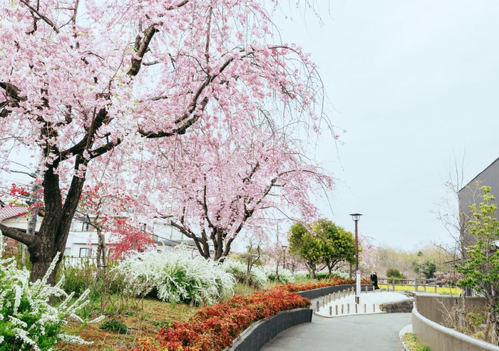 将軍池広場の桜