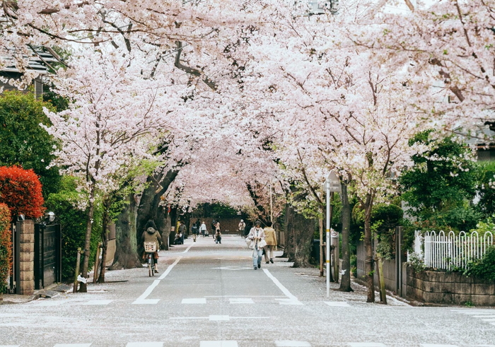 上北沢の桜並木