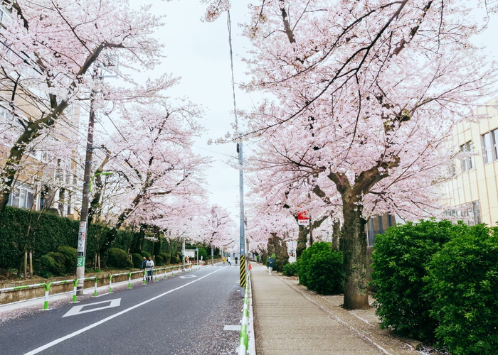 日本大学文理学部の桜並木
