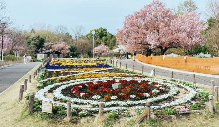 蘆花恒春園の桜