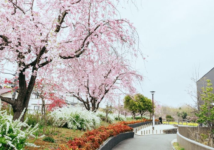 将軍池広場の桜
