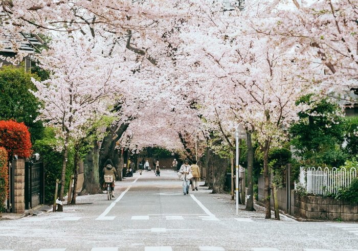上北沢の桜並木