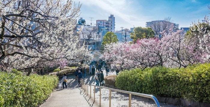羽根木公園