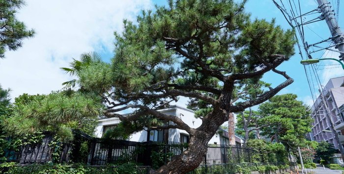 桜上水「江戸城御囲い松」の兄弟松