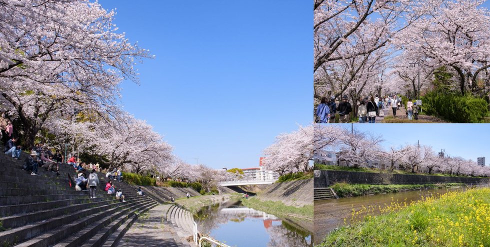 山崎川