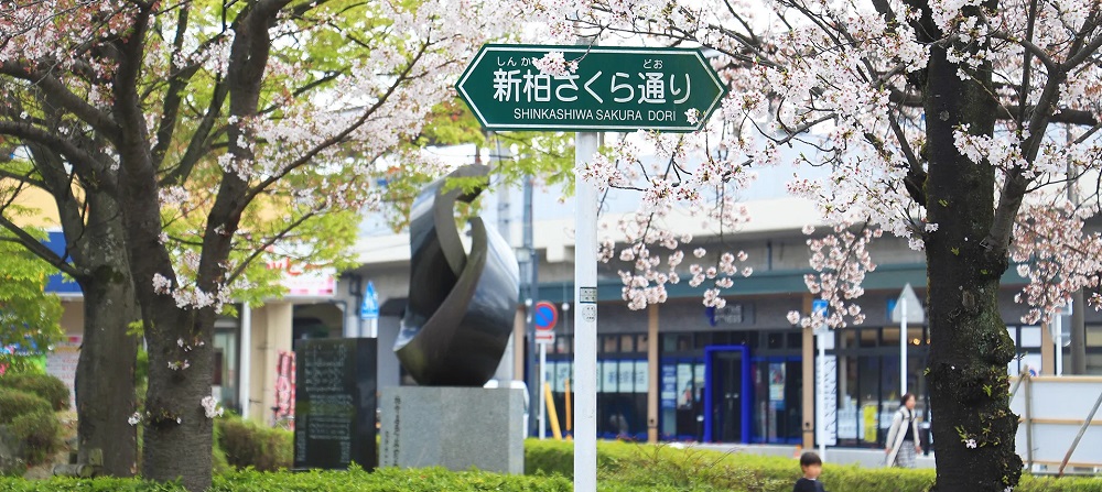 ｢新柏｣駅前の桜並木