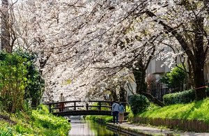 二ヶ領用水の桜並木