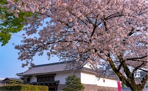 駿府城・駿府城公園