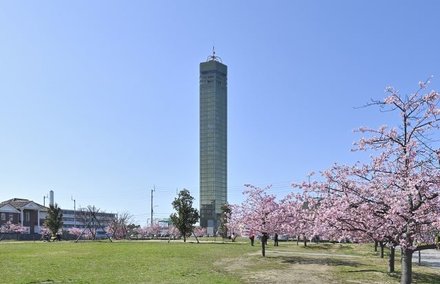 さくらの広場
