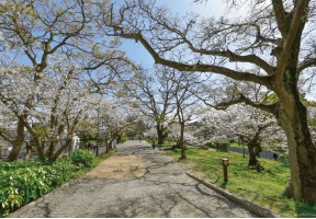 夙川オアシスロード（夙川公園）