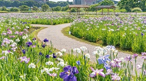 小岩菖蒲園