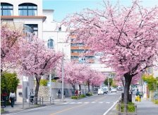 オオカンザクラの並木道