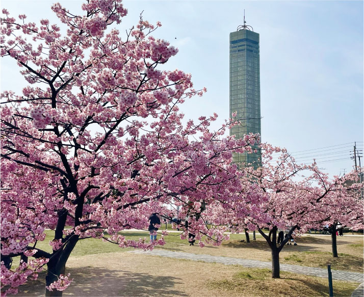 桜の広場