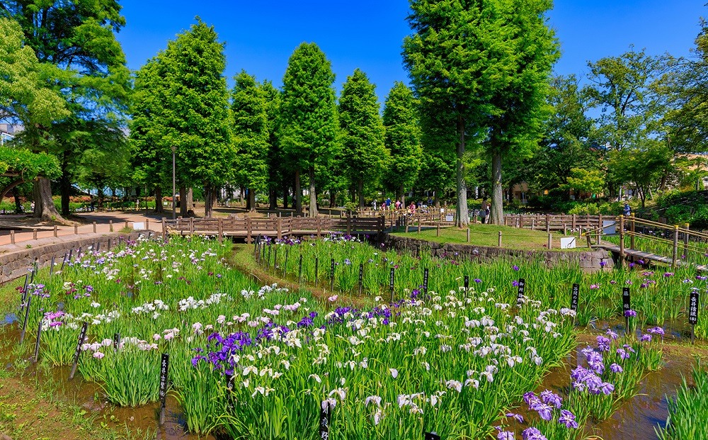 しょうぶ沼公園