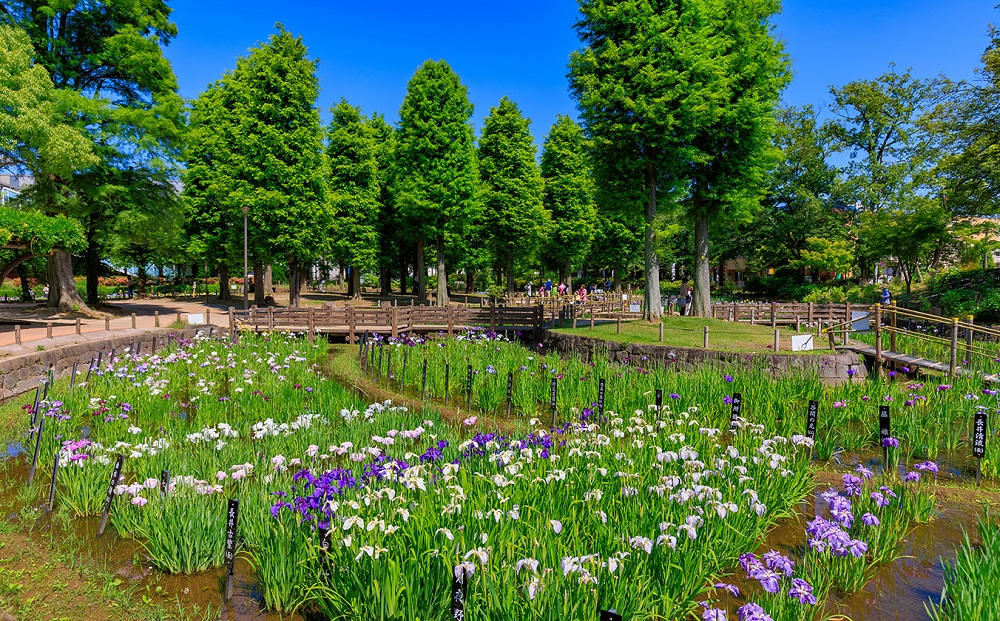 しょうぶ沼公園