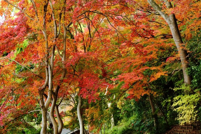 五月山公園