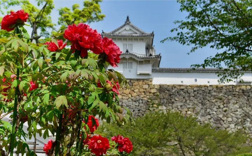 千姫ぼたん園